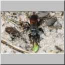 Astata sp - Grabwespe 01b 8mm mit Wanzenlarve - Sandgrube Niedringhaussee.jpg